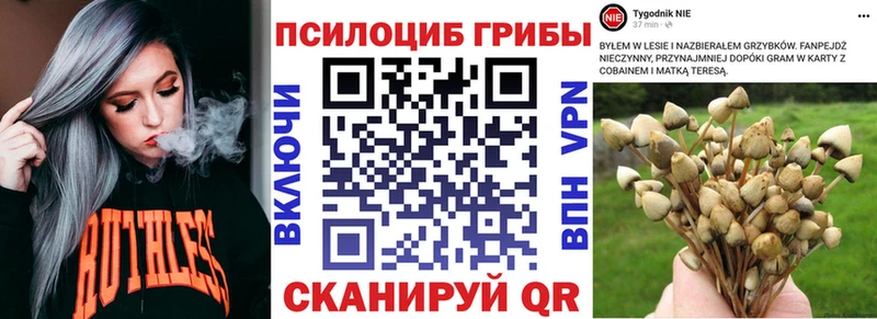 Галлюциногенные грибы Psilocybe  Южно-Сухокумск 
